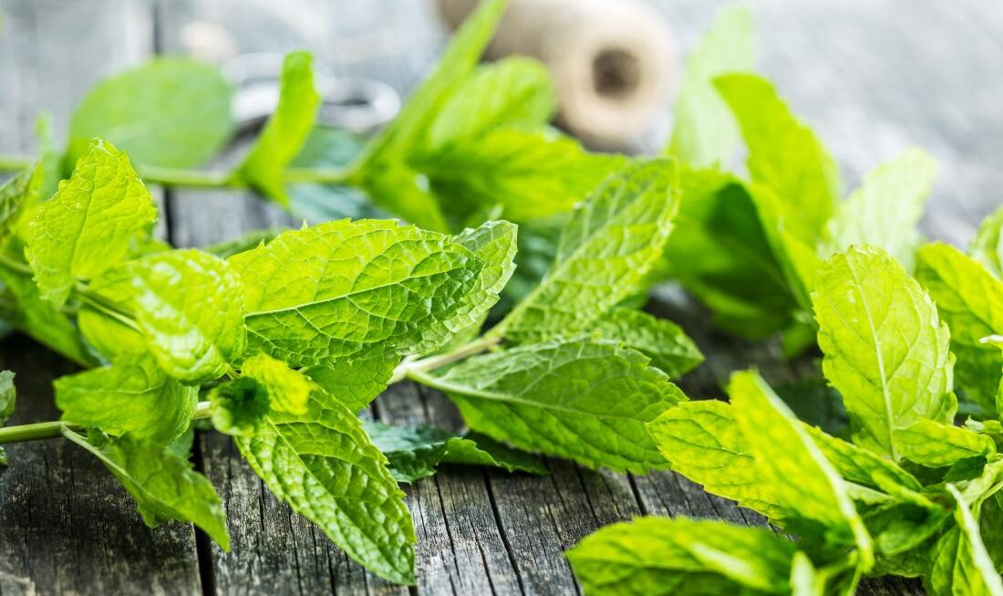 Mint Leaves