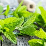 Mint Leaves