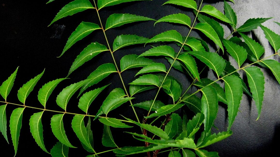 Neem Leaves
